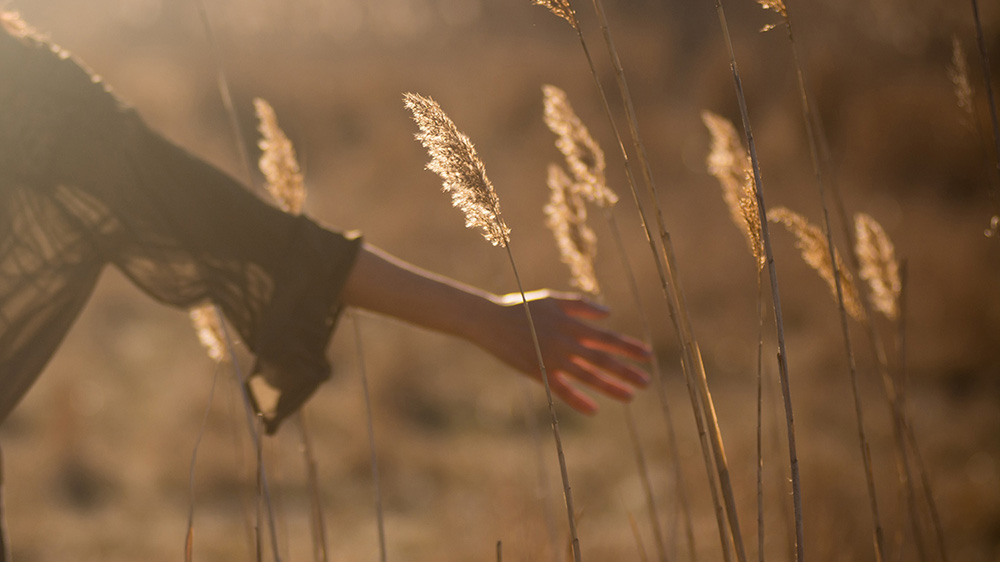 Arm der durch Gräser streicht im Sonnenlicht